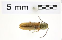 Foto (Dorsalansicht) von Campylomorphus serricornis (Mannerheim, 1843) (NHMW-ZOO-COL-0008325)